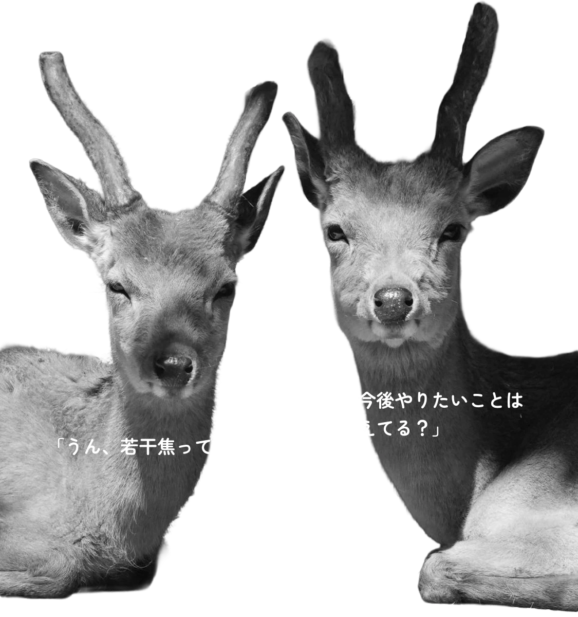 ２匹の鹿、こっち見てる
