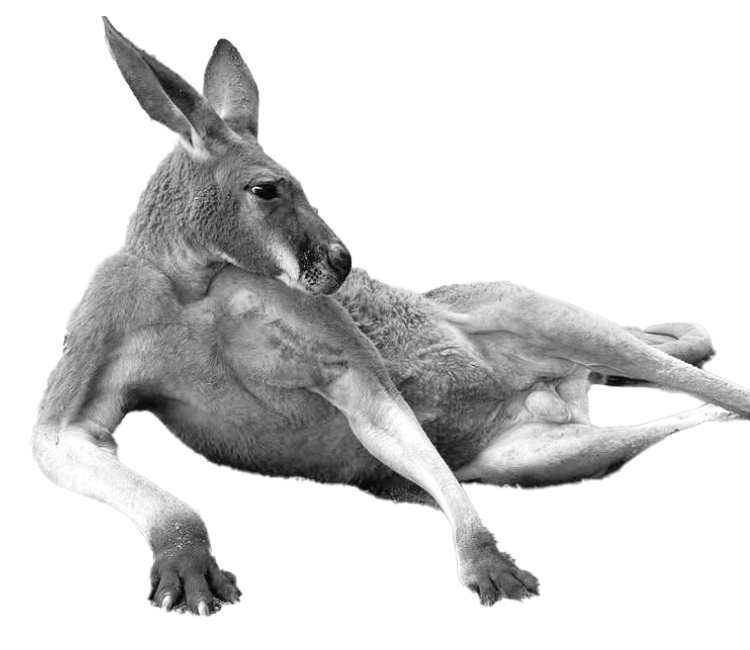 カンガルー