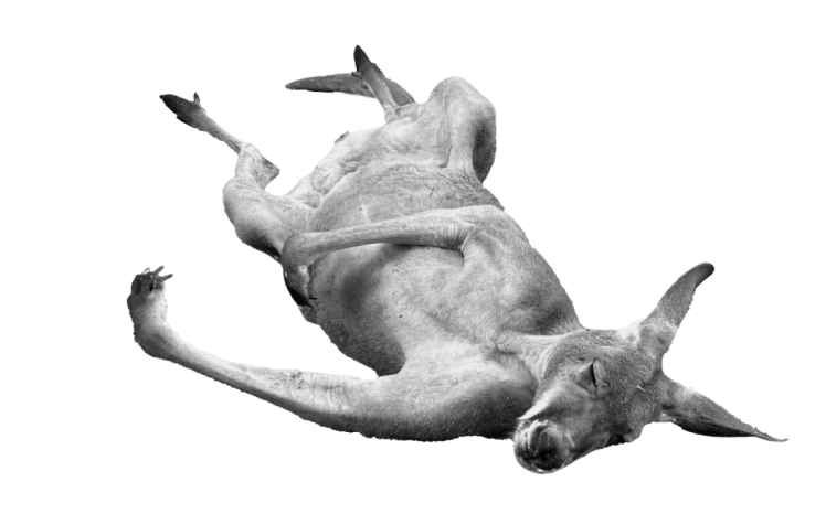 寝ているカンガルー